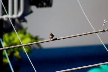Pardal em paisagem urbana