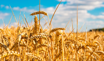 summer landscape with field of corn under blue sky