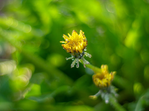 Yellow dandelion flowers close-up in field on nature on green background. Colorful artistic image, free copy space. Natural lighting effects. Shallow depth of field. Selective focus, Floral landscape
