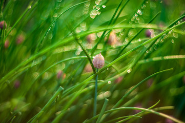 Green onion salad in garden in dew droplets. Purple buds blooming onions. Natural lighting effects. Water drops close up. Shallow depth of field. Selective focus, handmade artistic image of nature