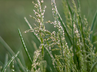 Green bush of grass with ears is covered with dew drops. .Natural lighting effects. Water drops close up. Shallow depth of field. Selective focus, handmade artistic image of nature. Floral landscape