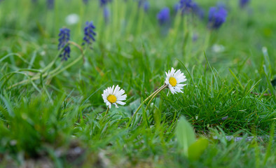 Daisies on a meadow
