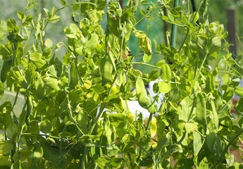 菜園のサヤエンドウ
