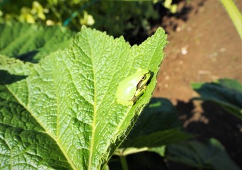 葉っぱの上の二ホンアマガエル