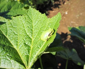 葉っぱの上の二ホンアマガエル