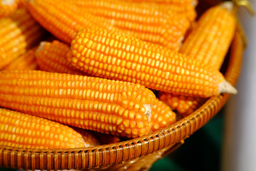raw corn in a basket