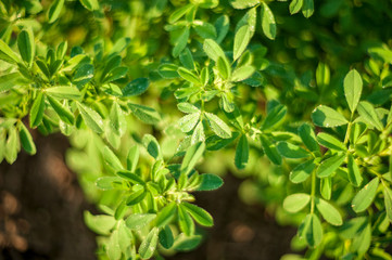 Obraz premium Alfalfa herb bush. close-up in field on nature green background. Colorful artistic image, free copy space. Natural lighting effects. Shallow depth of field. Selective Focus, Flower Landscape