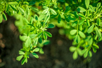 Fototapeta na wymiar Alfalfa herb bush. close-up in field on nature green background. Colorful artistic image, free copy space. Natural lighting effects. Shallow depth of field. Selective Focus, Flower Landscape