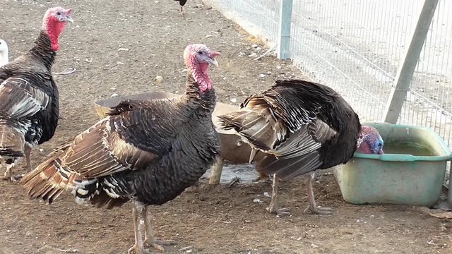 Three turkeys puff their feathers on farm yard