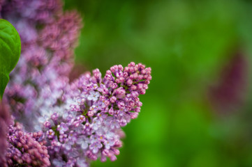 Lilac white pale pinkish-violet color flowers blossom flowers in spring garden. Soft selective focus. Floral natural background spring time season Dreamy gentle air artistic image. author processing