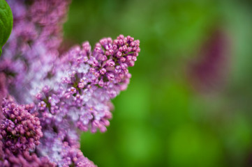 Fototapeta premium Lilac white pale pinkish-violet color flowers blossom flowers in spring garden. Soft selective focus. Floral natural background spring time season Dreamy gentle air artistic image. author processing
