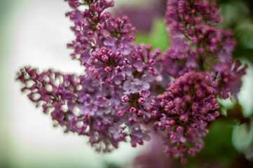 Lilac white pale pinkish-violet color flowers blossom flowers in spring garden. Soft selective focus. Floral natural background spring time season Dreamy gentle air artistic image. author processing