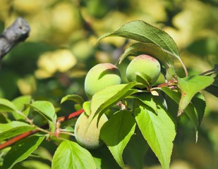 庭の梅の実　青梅