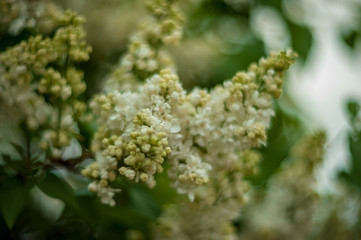 Lilac white pale pinkish-violet color flowers blossom flowers in spring garden. Soft selective focus. Floral natural background spring time season Dreamy gentle air artistic image. author processing