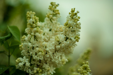 Lilac white pale pinkish-violet color flowers blossom flowers in spring garden. Soft selective focus. Floral natural background spring time season Dreamy gentle air artistic image. author processing