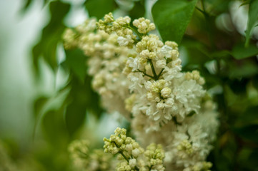 Lilac white pale pinkish-violet color flowers blossom flowers in spring garden. Soft selective focus. Floral natural background spring time season Dreamy gentle air artistic image. author processing