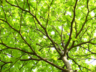 green leaf of Terminalia catappa tree in spring season
