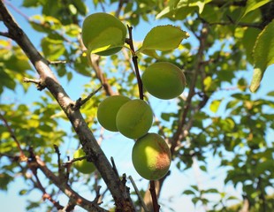 庭の梅の実　青梅
