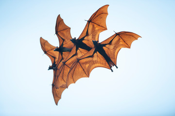 Naklejka premium Bats flying on sky (Lyle's flying fox)