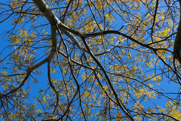Treetop in front of blue sky