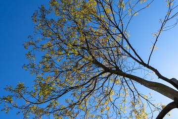 Treetop in front of blue sky