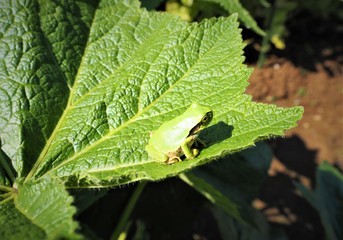 葉っぱの上の二ホンアマガエル