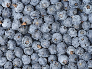 Background of fresh ripe blueberries. Close-up.
