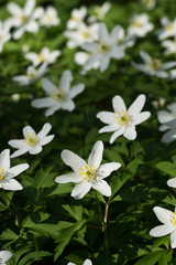 White windflowers (Anemone nemorosa) blooming in spring forest, in Finland.