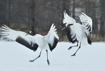 Dancing Cranes. The ritual marriage dance of cranes. The red-crowned crane. Scientific name: Grus japonensis, also called the Japanese crane or Manchurian crane, is a large East Asian Crane.