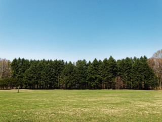 真駒内公園の森