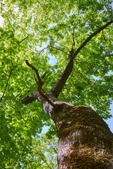 Huge and old linden tree in the forest