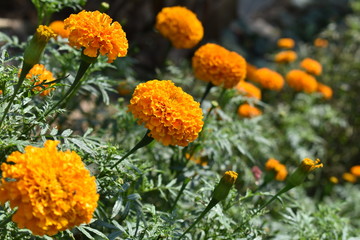Marigold flowers