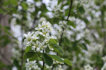 Fototapeta premium photo of blossoming tree brunch with white flowers on bokeh green background