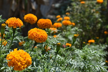 Marigold flowers