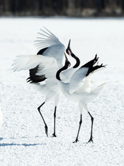 Dancing Cranes. The ritual marriage dance of cranes. The red-crowned crane. Scientific name: Grus...