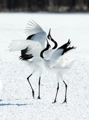 Fotobehang Kraanvogels Dancing Cranes. The ritual marriage dance of cranes. The red-crowned crane. Scientific name: Grus japonensis, also called the Japanese crane or Manchurian crane, is a large East Asian Crane.  © Uryadnikov Sergey