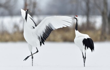 Dancing Cranes. The ritual marriage dance of cranes. The red-crowned crane. Scientific name: Grus japonensis, also called the Japanese crane or Manchurian crane, is a large East Asian Crane.
