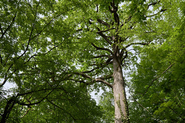 Big oak tree