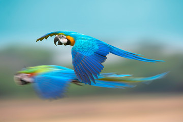 Blue and gold macaw flying .Beautiful bird in the wold