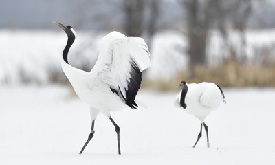Obraz premium Dancing Cranes. The ritual marriage dance of cranes. The red-crowned crane. Scientific name: Grus japonensis, also called the Japanese crane or Manchurian crane, is a large East Asian Crane.