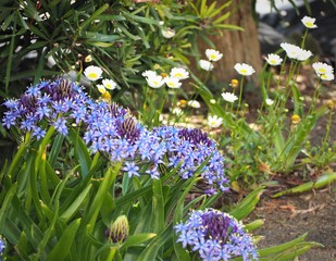 オオツルボの青紫の花