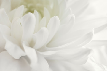 Fototapeta na wymiar White chrysanthemum close up. Macro image with small depth of field.