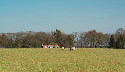 Goats in meadow in sunny countryside.
