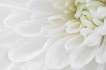 Obraz na płótnie Canvas White chrysanthemum with drops of dew close up. Macro image with small depth of field.