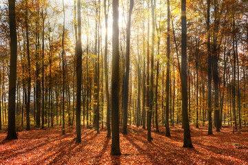 autumn in the forest width sunrays.