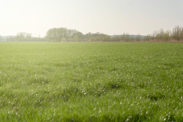 Fototapeta premium Meadow in sunny countryside in early spring.