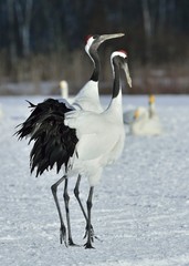 Obraz premium Dancing Cranes. The ritual marriage dance of cranes. The red-crowned crane. Scientific name: Grus japonensis, also called the Japanese crane or Manchurian crane, is a large East Asian Crane.