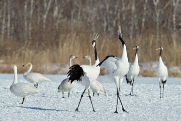 Dancing Cranes. The ritual marriage dance of cranes. The red-crowned crane. Scientific name: Grus japonensis, also called the Japanese crane or Manchurian crane, is a large East Asian Crane.