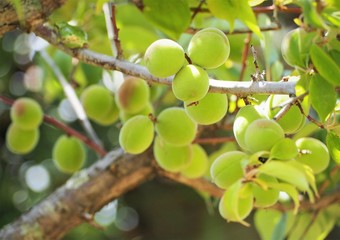 庭の梅の実　青梅