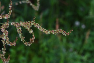 Rumex acetosa flowers (Common sorrel)